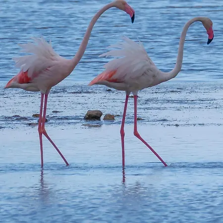 Вилла Rosa Con Accesso Sul Mare