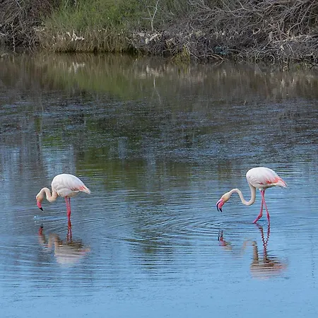 Вилла Rosa Con Accesso Sul Mare Пакино